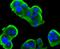 Insulin receptor beta antibody, NBP2-67726, Novus Biologicals, Immunofluorescence image 
