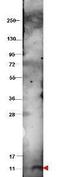 C-X-C Motif Chemokine Ligand 10 antibody, GTX48762, GeneTex, Western Blot image 