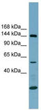 ITA8 antibody, TA338225, Origene, Western Blot image 