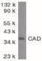 DNA Fragmentation Factor Subunit Beta antibody, PA5-19891, Invitrogen Antibodies, Western Blot image 