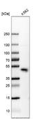 Kruppel Like Factor 3 antibody, NBP2-48937, Novus Biologicals, Western Blot image 