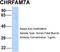 CHRNA7 (Exons 5-10) And FAM7A (Exons A-E) Fusion antibody, TA338731, Origene, Western Blot image 