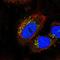Serine/Threonine Kinase 11 Interacting Protein antibody, HPA053192, Atlas Antibodies, Immunocytochemistry image 