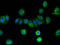 ARRB2 antibody, LS-C502285, Lifespan Biosciences, Immunofluorescence image 