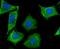 Septin-2 antibody, NBP2-75660, Novus Biologicals, Immunofluorescence image 