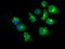 Protein Kinase, Membrane Associated Tyrosine/Threonine 1 antibody, TA500839, Origene, Immunofluorescence image 