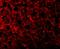 ANTXR Cell Adhesion Molecule 1 antibody, A01563, Boster Biological Technology, Immunofluorescence image 