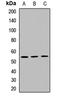 Peptidase, Mitochondrial Processing Beta Subunit antibody, orb412263, Biorbyt, Western Blot image 