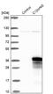 Chromosome 12 Open Reading Frame 45 antibody, NBP1-93474, Novus Biologicals, Western Blot image 