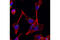 PCM1 antibody, 5259S, Cell Signaling Technology, Immunofluorescence image 