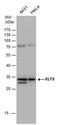 Kruppel Like Factor 9 antibody, PA5-77883, Invitrogen Antibodies, Western Blot image 