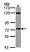 Exocyst Complex Component 7 antibody, orb69892, Biorbyt, Western Blot image 