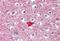 Myocyte Enhancer Factor 2C antibody, orb89014, Biorbyt, Immunohistochemistry paraffin image 