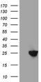 Probable 7,8-dihydro-8-oxoguanine triphosphatase NUDT15 antibody, TA811514, Origene, Western Blot image 