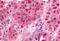 Early Growth Response 1 antibody, MBS240672, MyBioSource, Immunohistochemistry frozen image 