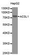 Acyl-CoA Synthetase Long Chain Family Member 1 antibody, MBS125647, MyBioSource, Western Blot image 