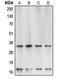 Caspase 3 antibody, MBS821357, MyBioSource, Western Blot image 