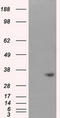 Nitrilase homolog 1 antibody, TA501034, Origene, Western Blot image 