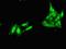 Nanos C2HC-Type Zinc Finger 1 antibody, orb53647, Biorbyt, Immunofluorescence image 