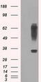 Ring Finger Protein 144B antibody, M10490, Boster Biological Technology, Western Blot image 