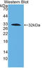 Coagulation Factor III, Tissue Factor antibody, LS-C301754, Lifespan Biosciences, Western Blot image 