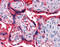 Alpha-1-B Glycoprotein antibody, 51-401, ProSci, Immunohistochemistry paraffin image 