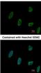 Zinc Finger Protein 207 antibody, NBP2-20974, Novus Biologicals, Immunofluorescence image 