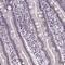 Zinc Finger Protein 572 antibody, PA5-64292, Invitrogen Antibodies, Immunohistochemistry paraffin image 
