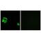 Ribosomal Protein L27a antibody, A07864, Boster Biological Technology, Immunohistochemistry frozen image 