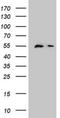 Developmental pluripotency-associated protein 2 antibody, NBP2-45680, Novus Biologicals, Western Blot image 