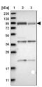 Niban Apoptosis Regulator 2 antibody, NBP1-88785, Novus Biologicals, Western Blot image 