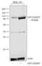 Glutathione-S-Transferase Tag antibody, 13-6700, Invitrogen Antibodies, Western Blot image 