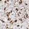 Oxytocin/Neurophysin I Prepropeptide antibody, HPA071892, Atlas Antibodies, Immunohistochemistry paraffin image 