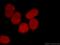 Histone H3 antibody, 17168-1-AP, Proteintech Group, Immunofluorescence image 