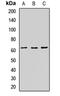 Protein Kinase AMP-Activated Catalytic Subunit Alpha 2 antibody, orb412587, Biorbyt, Western Blot image 