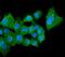 Aldehyde dehydrogenase, mitochondrial antibody, M00546-1, Boster Biological Technology, Immunofluorescence image 