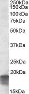 Succinate Dehydrogenase Complex Assembly Factor 1 antibody, orb20325, Biorbyt, Western Blot image 