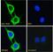 Stimulated by retinoic acid gene 6 protein antibody, LS-C155006, Lifespan Biosciences, Immunofluorescence image 