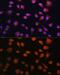 Ribosomal Protein S19 Binding Protein 1 antibody, GTX66186, GeneTex, Immunofluorescence image 