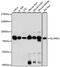 Solute Carrier Family 44 Member 1 antibody, GTX66376, GeneTex, Western Blot image 
