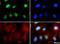RUNX Family Transcription Factor 2 antibody, NBP1-77461, Novus Biologicals, Immunofluorescence image 