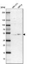 UBA Domain Containing 1 antibody, HPA005651, Atlas Antibodies, Western Blot image 