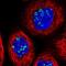 Ribosomal L1 Domain Containing 1 antibody, HPA043483, Atlas Antibodies, Immunofluorescence image 