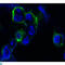 Ephrin type-B receptor 4 antibody, LS-C812372, Lifespan Biosciences, Western Blot image 