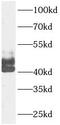 TNF Receptor Superfamily Member 10a antibody, FNab02529, FineTest, Western Blot image 