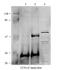 Chaperonin Containing TCP1 Subunit 4 antibody, 28-041, ProSci, Immunoprecipitation image 
