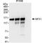Nuclear Transcription Factor, X-Box Binding 1 antibody, NBP1-49932, Novus Biologicals, Western Blot image 