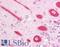 ECSIT Signalling Integrator antibody, LS-B1351, Lifespan Biosciences, Immunohistochemistry paraffin image 