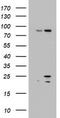 ADP-ribosylation factor-like protein 3 antibody, CF803092, Origene, Western Blot image 