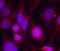 Histone Deacetylase 2 antibody, orb14545, Biorbyt, Immunofluorescence image 